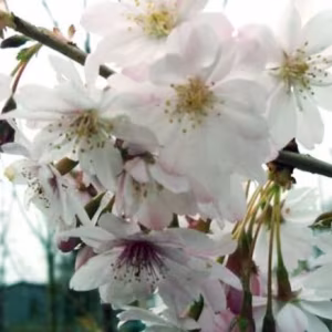 Prunus 'Autumnalis'