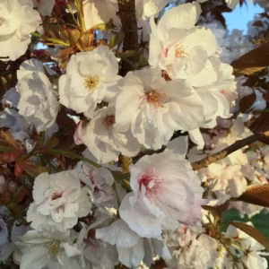 Prunus 'Fragrant Cloud'
