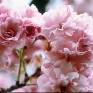 Prunus 'Kanzan' (Double Pink Cherry)