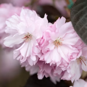 Prunus 'Serrula Tibetica' (Tibetan Cherry)