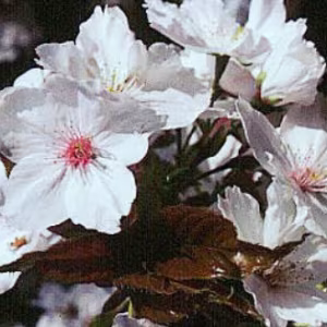 Prunus 'Tai Haku' (Great White Cherry)