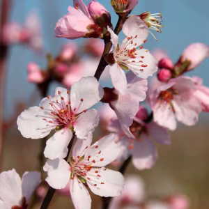 Prunus Dulcis (Almond Tree)