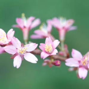 Prunus 'Okame'