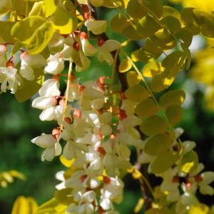 Robinia Pseudoacacia 'Frisia'