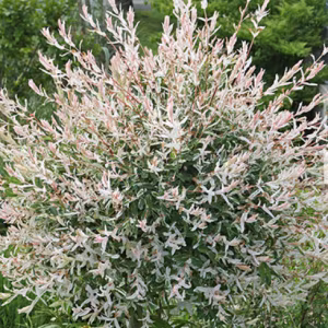 Salix Integra 'Hakuro Nishiki' (Flamingo Willow)