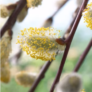 Salix Caprea 'Pendula' (Kilmarnock Willow)