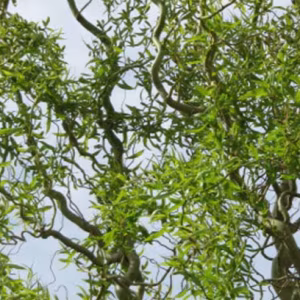 Salix Tortuosa Twisted