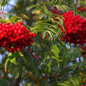 Sorbus Aria Aspenfolia