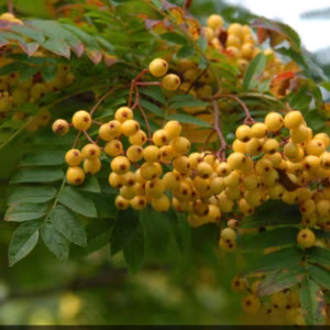 Sorbus 'Joseph Rock'