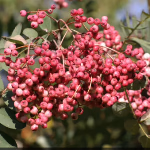 Sorbus Pseudohupehensis 'Pink Pagoda'