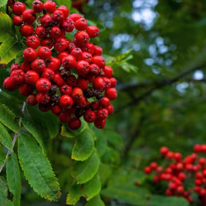 Sorbus aucuparia 'Sheerwater Seedling'