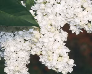 Syringa Vulgaris 'Madame Lemoine' (Lilac)