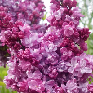 Syringa Vulgaris 'Prince Wolkonsky' (Lilac)