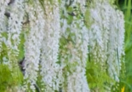 Wisteria Sinensis 'Alba'