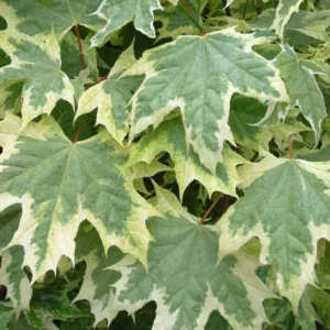 Acer platanoides 'Drummondii'