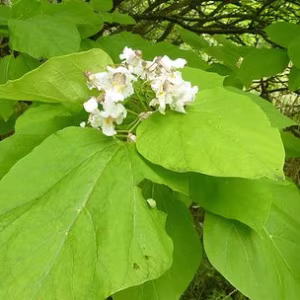 Catalpa bignonioides (Indian Bean Tree)