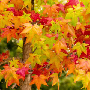 Liquidambar styraciflua (Sweet gum)