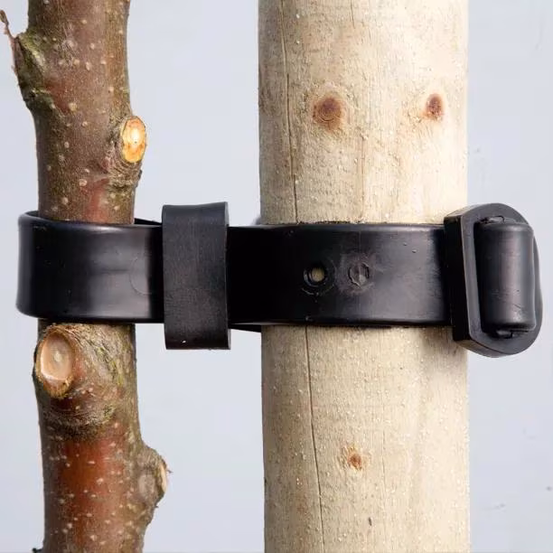 Do Ornamental Trees Need Staking?